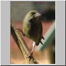 Carduelis chloris - Gruenfink m01.jpg